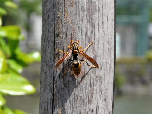 Polistes sp.